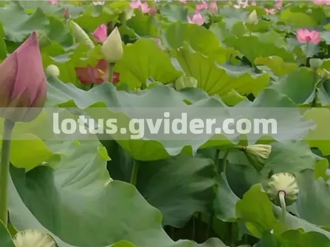 Gvider - How to Plant and Grow Lotus Seeds