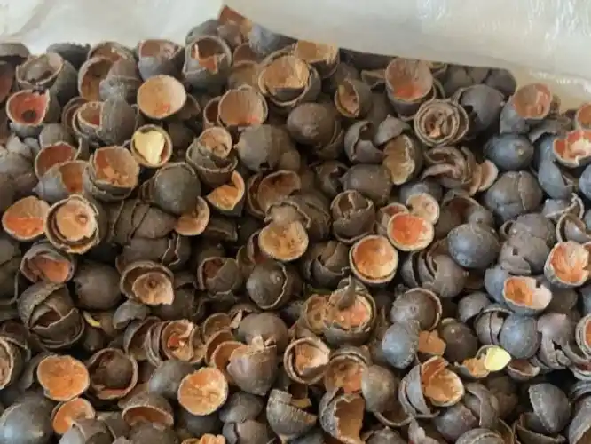 Gvider - Lotus Seed Shell