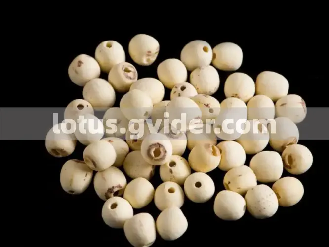 Gvider - What is Lotus Seed - White Lotus Seeds